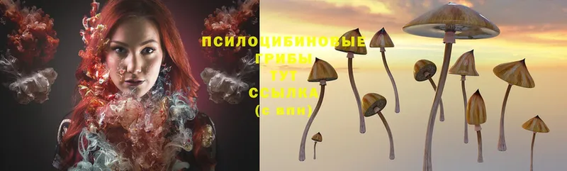 Галлюциногенные грибы Cubensis  дарнет шоп  Белая Холуница 